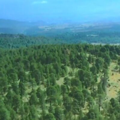Bonos de carbono forestal apoyan a la conservación de bosques mexicanos