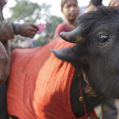 ¿Por qué siguen sacrificando miles de animales en el polémico festival de Ghadimai?