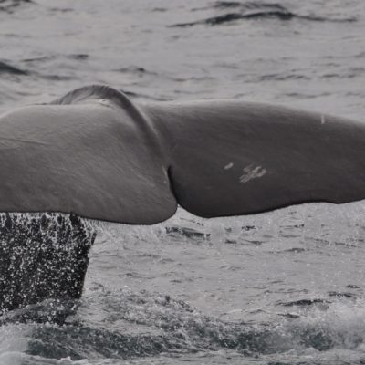 Muere otra ballena y hallan 100 kg de basura en su estómago