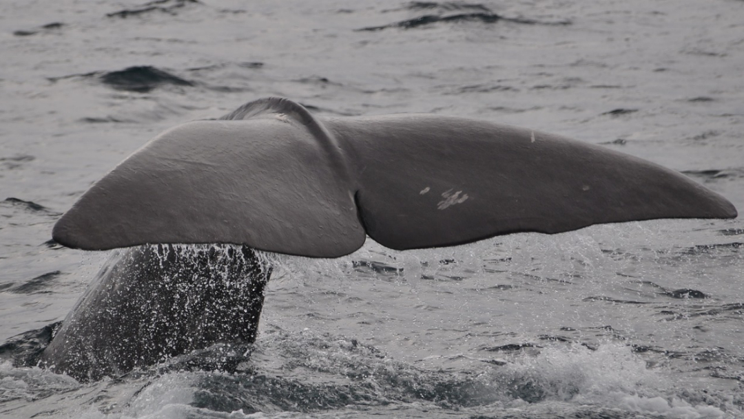 Muere otra ballena y hallan 100 kg de basura en su estómago