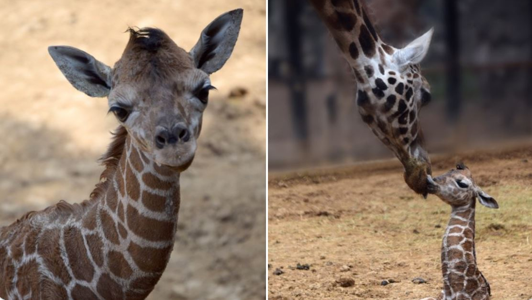 Foto: Nace otra jirafa bebé en el Zoológico de Chapultepec, 26 de diciembre de 2019, (Twitter Sedema)