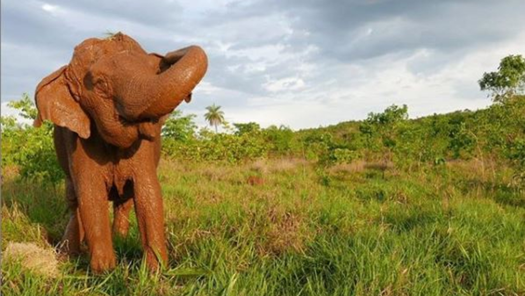 Foto: Muere elefanta de circo tras décadas de maltratos, 27 de diciembre de 2019, (Santuario de Elefantes de Brasil)