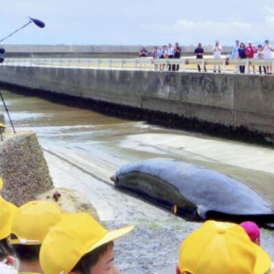 Japón aprueba controvertida ley para caza comercial de ballenas