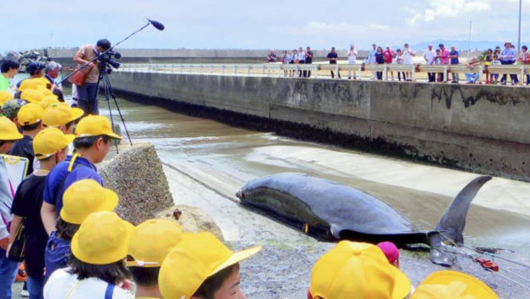 Imagen: La medida garantiza que el gobierno japonés apoyará a la industria ballenera de su país para que se provea de personal y embarcaciones, además de promocionar el consumo de carne de ballena