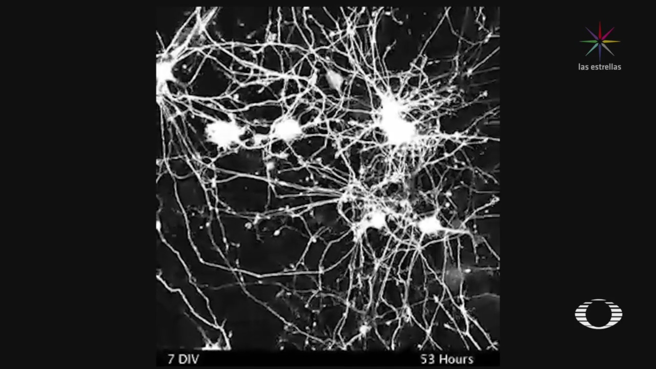 Foto: Científicos Crean Chip Imita Funciones Neuronales 4 Diciembre 2019
