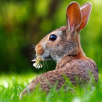 Declaran al conejo como especie en peligro de extinción