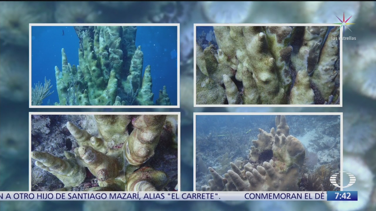 continuan afectaciones a los arrecifes de coral