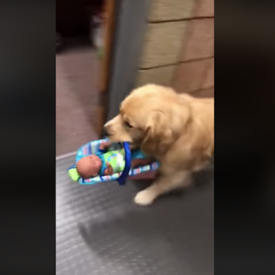 'Detienen' a perrito por robar juguetes