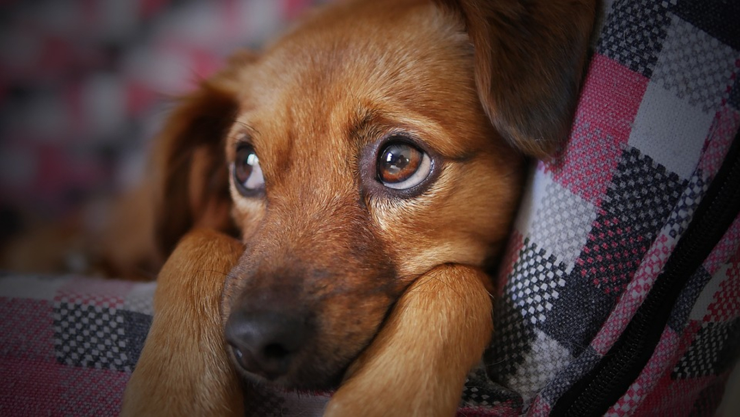 Arrendamiento de perritos, práctica cruel que debe ser prohibida, 26 de diciembre de 2019, (Pixabay, archivo)