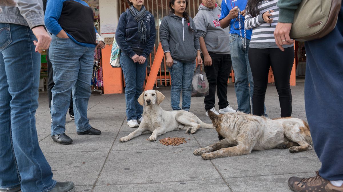 Foto: “Perros peregrinos” abandonados en la Basílica de Guadalupe. Cuartoscuro/Archivo