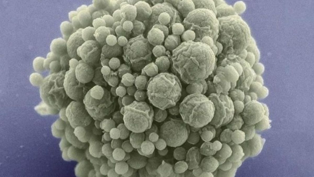 Foto: Científicos estadounidenses crearon lo que dicen es la primera célula controlada por un genoma sintético