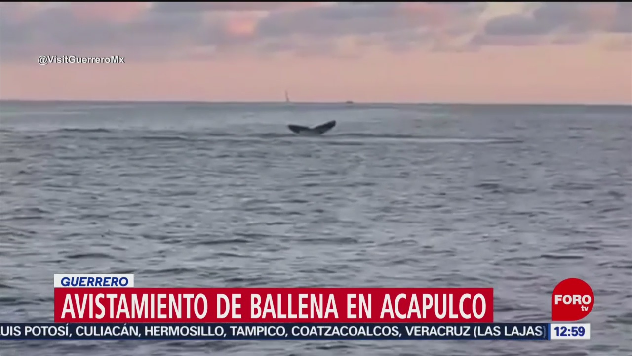 Foto: graban a ballena dando saltos frente a playa de acapulco
