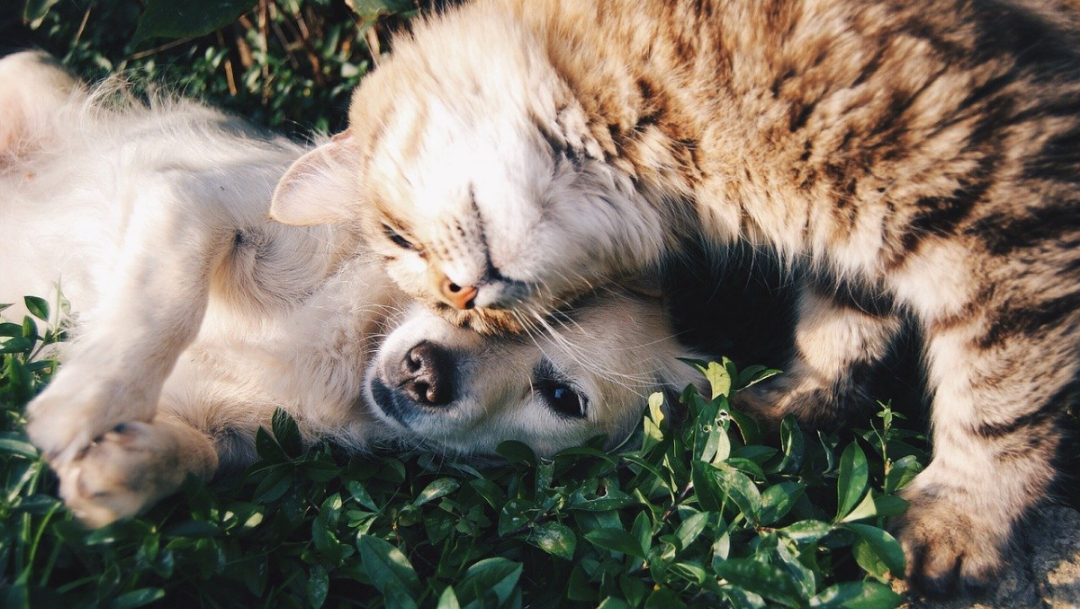 lamidas de perro o gato podrían afectar tu estómago UNAM dice que sí