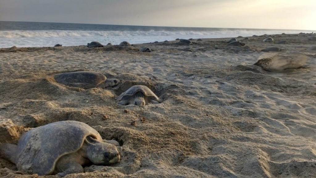 Imagen: Fallecen varias tortugas en las Bahías de Huatulco, 28 de diciembre de 2019 (Profepa)