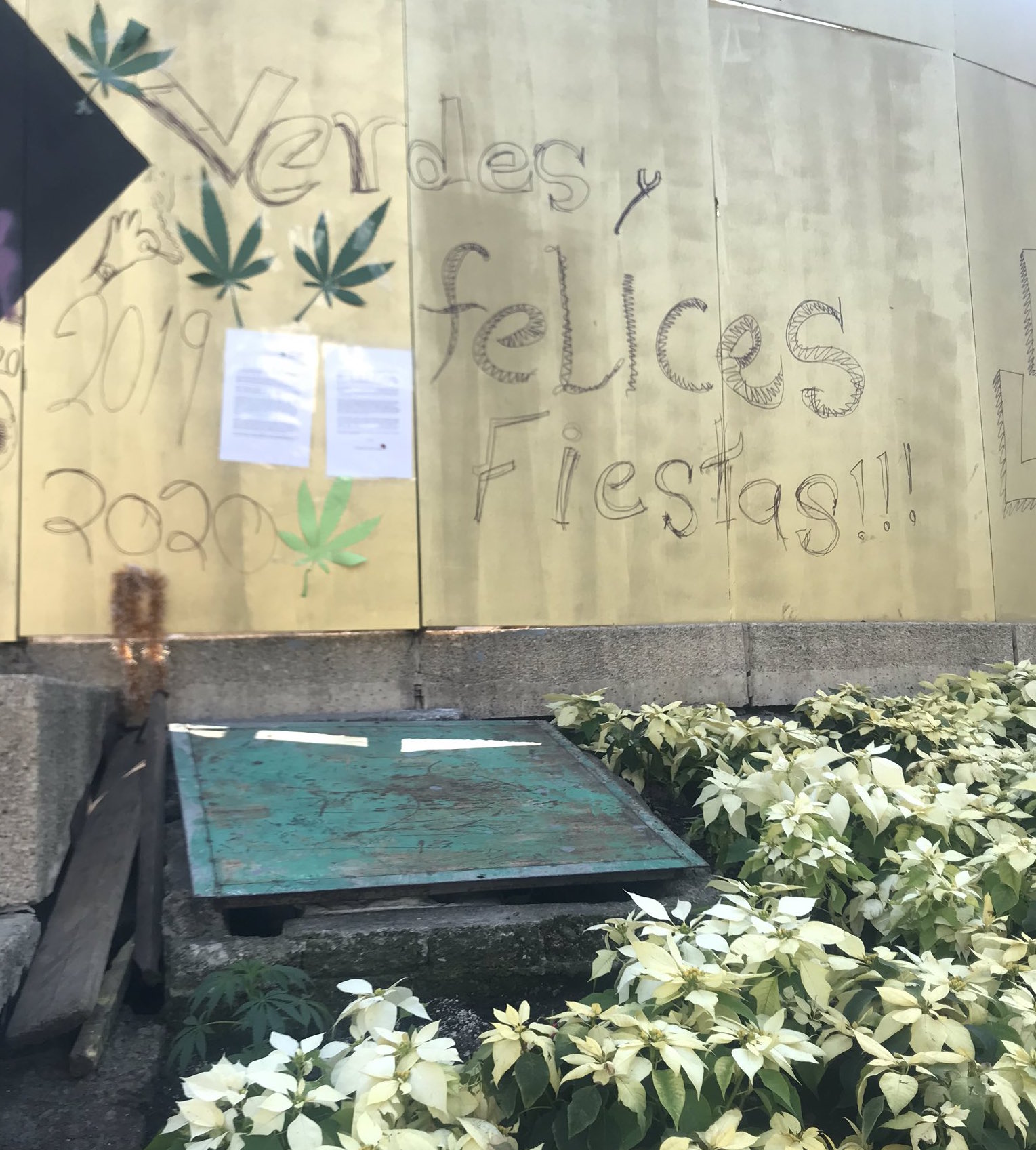 Foto Siembran planta de marihuana al pie del Ángel de la Independencia 26 diciembre 2019
