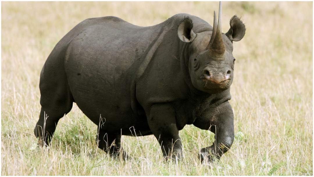 Imagen: Los rinocerontes negros es una especie en peligro de desaparecer, 28 de diciembre de 2019 (Getty Images)