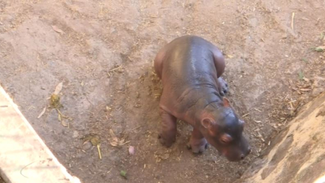 FOTO: Nace cría de hipopótamo en Guanajuato, el 31 de diciembre de 2019