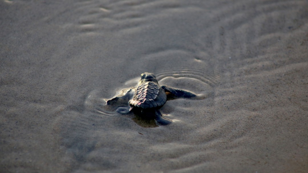 Foto: Marea roja causa muerte de tortugas en Oaxaca, 14 de diciembre de 2019 (Cuartoscuro, archivo)