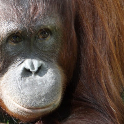 Orangutana que perdió a su cría tiene tierno encuentro con una madre y su bebé