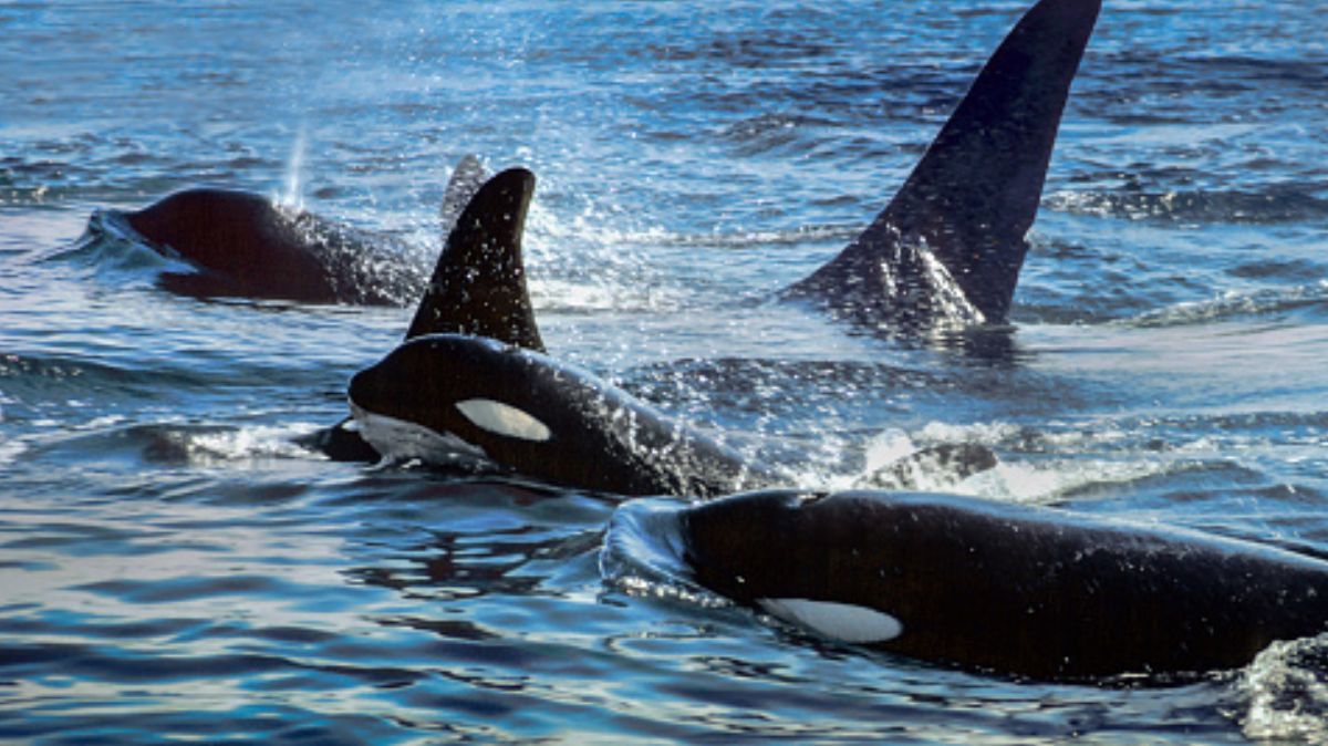 Abuelas orcas viven más para ayudar a los nietos