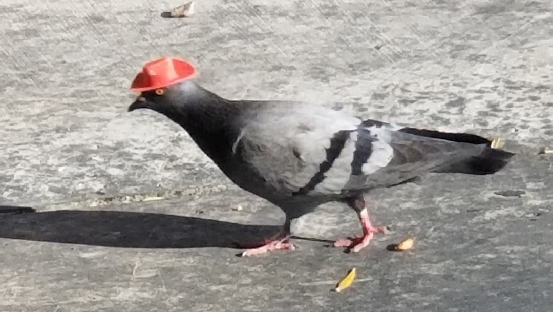 Activistas condenan videos virales de palomas con sombreros