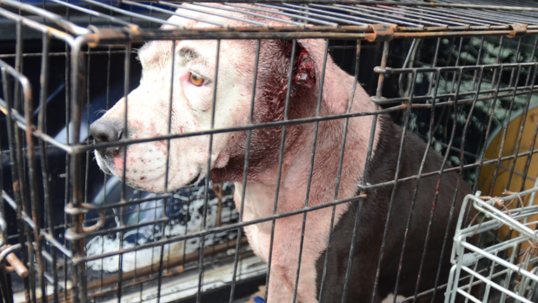 Fotografía que muestra a un perro pitbull capturado tras atacar a un menor de edad,1 JULIO 2019