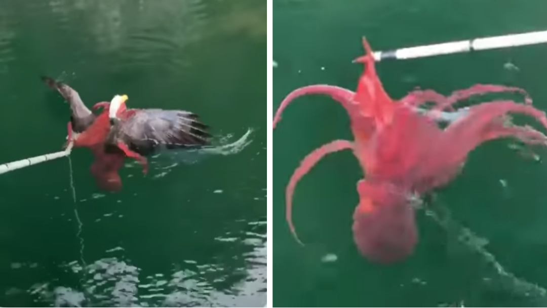 aguila-calva-pulpo-gigante-rescate-animal-video-viral
