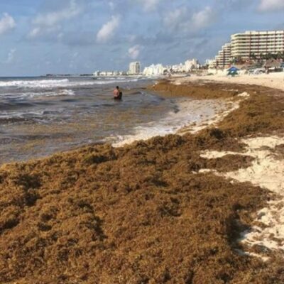 Recolectan más de 85 mil toneladas de sargazo en Quintana Roo