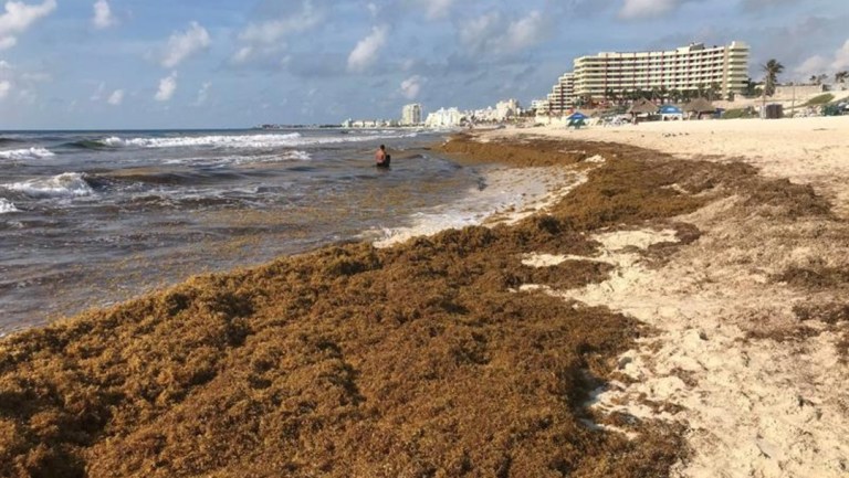 Foto: Recolectan más de 85 mil toneladas de sargazo en Quintana Roo, 5 de diciembre de 2019, (EFE, archivo)
