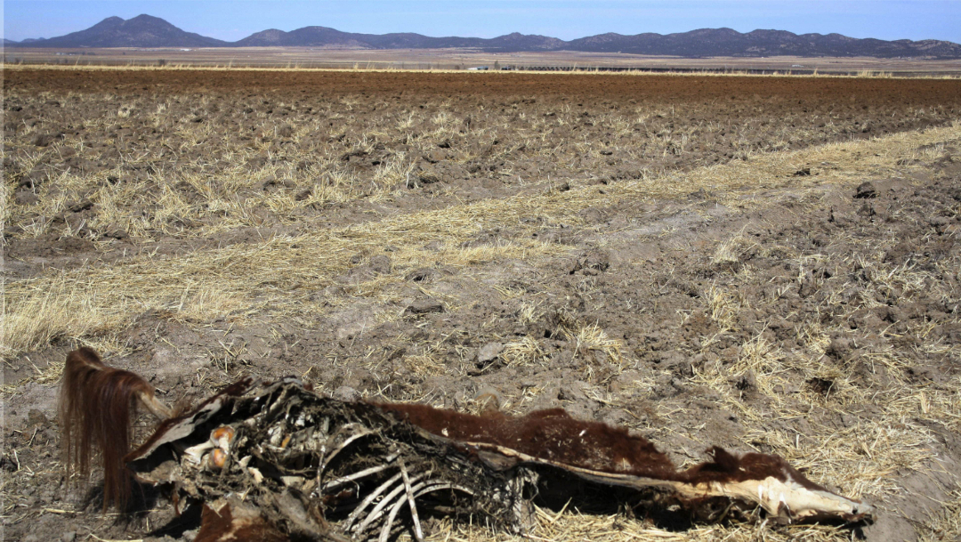 Foto: Cadáver de una vaca yace en un campo seco en Huisarorare, Chihuahua, tras severa sequía que golpea a México, 6 diciembre 2019