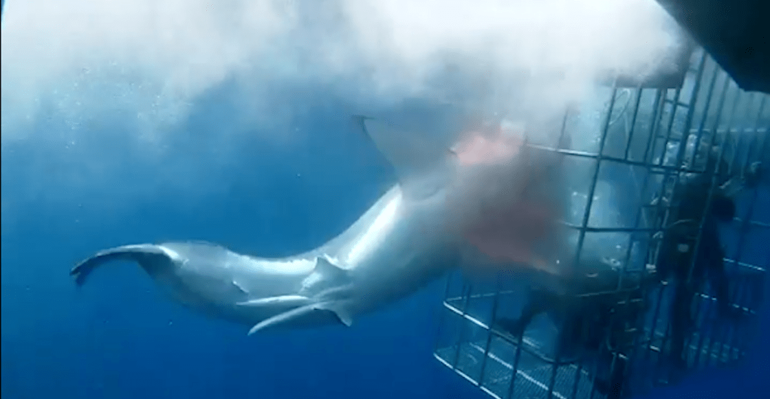 Foto: Muere tiburón blanco atrapado en jaula de observación, 12 de diciembre de 2019, (Plumas Atómicas)