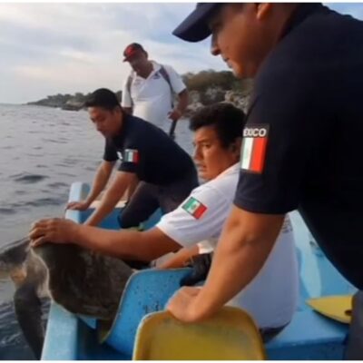 Rescatan a tortuga golfina que tenía atorado anzuelo en la garganta