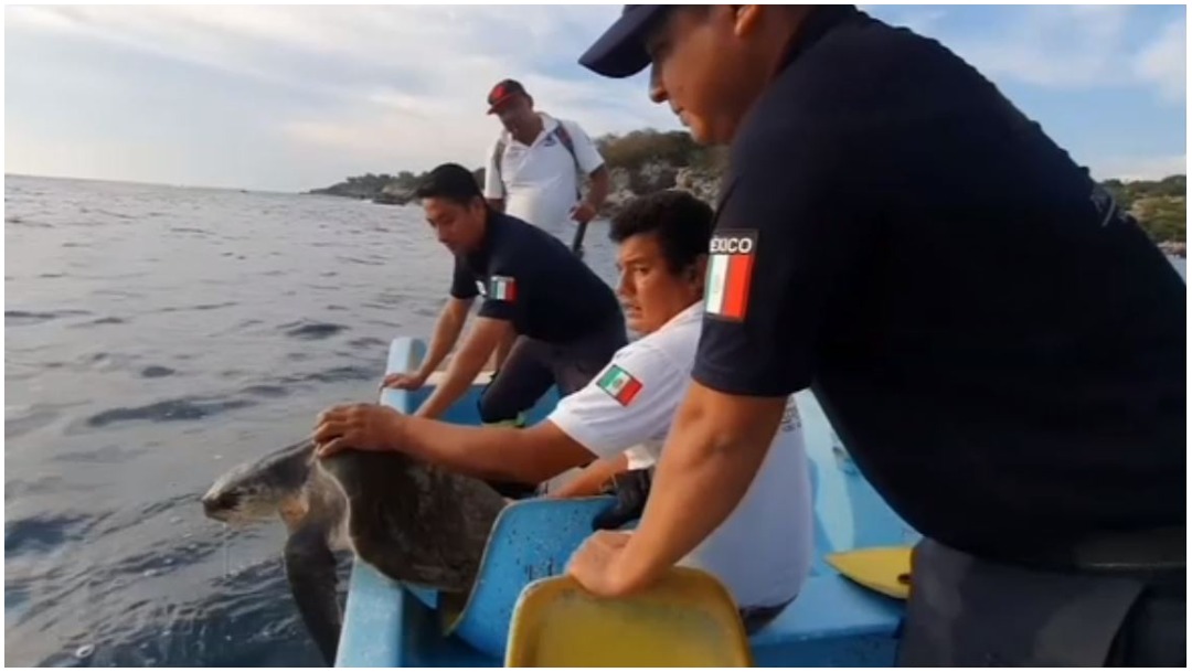 Foto: Rescatan a tortuga golfina que tenía anzuelo atorado en la garganta, 14 de diciembre de 2019 (Foro TV)