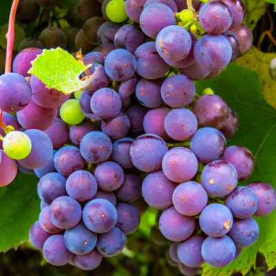 ¿Cuál es el origen y qué significa la tradición de las 12 uvas en Año Nuevo?