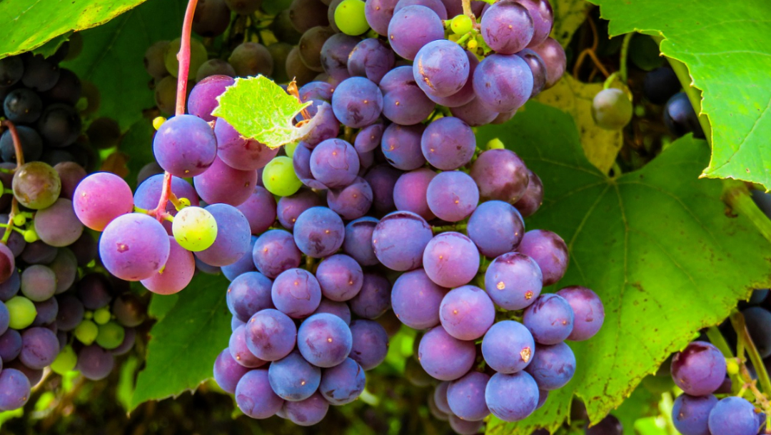 Origen y significado de las 12 uvas en Año Nuevo