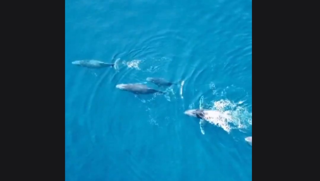 Foto: Video: Avistan ballenas en playas de Guerrero