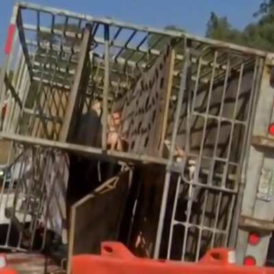 Video: Vuelca camión con cerdos y pobladores se los roban