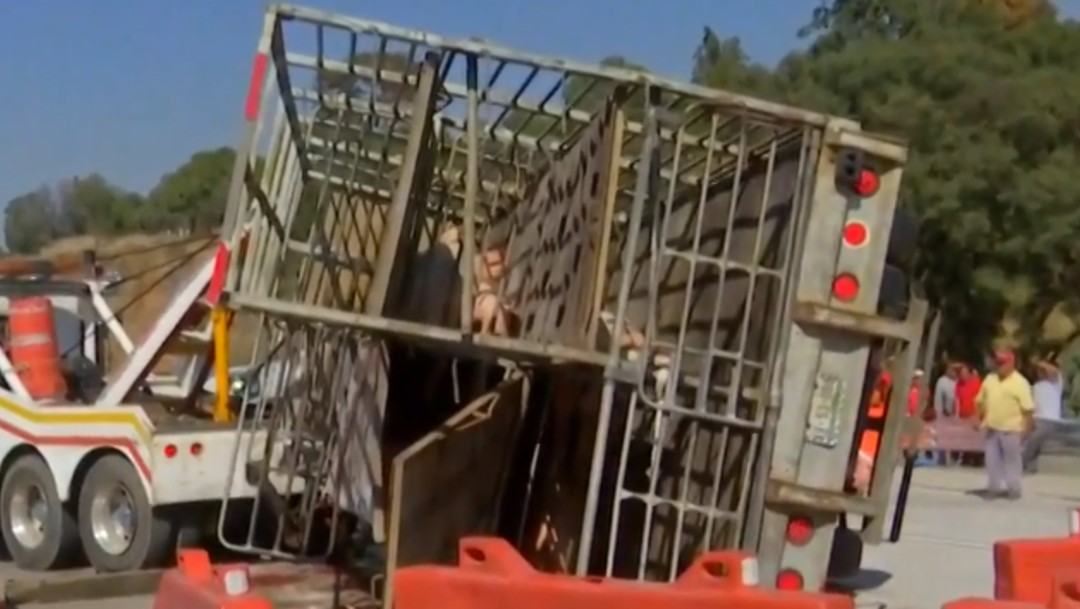 Foto: Video: Vuelca camión con cerdos y pobladores se los roban