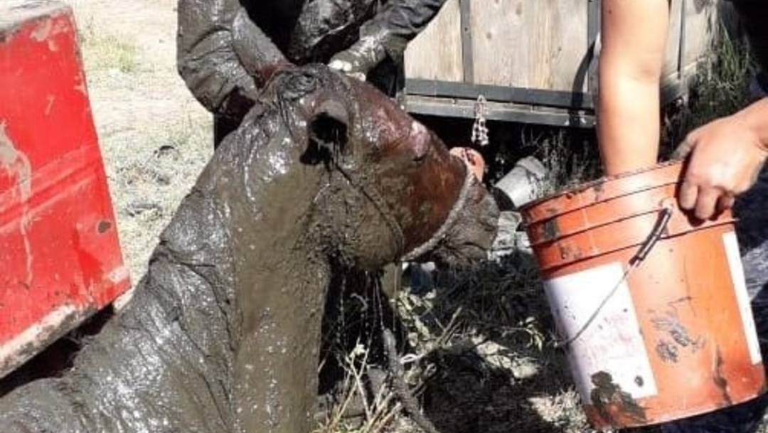 FOTO: Vigilancia Animal rescató a un caballo que cayó a una fosa en Xochimilco, el 28 de diciembre de 2019