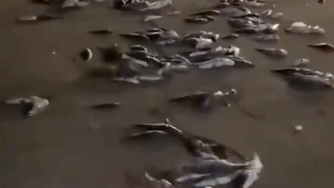 Foto: Miles de peces han muerto debido al temporal, 23 de enero de 2020, (REUTERS) 