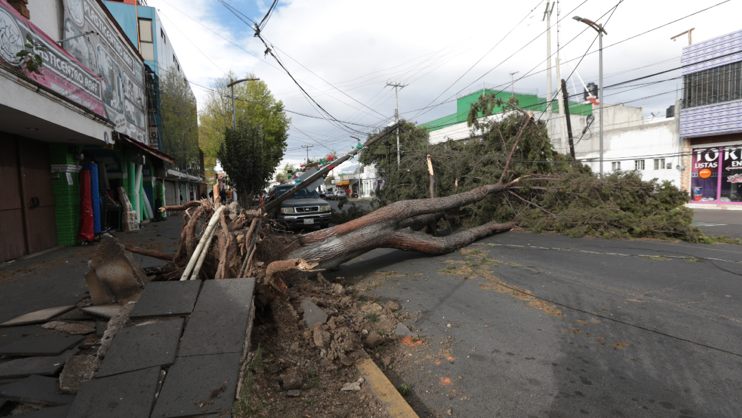 Foto: Fuertes vientos derriban árboles y anuncios espectaculares, 2 de enero de 2020 (CRISANTA ESPINOSA AGUILAR /CUARTOSCURO.COM)