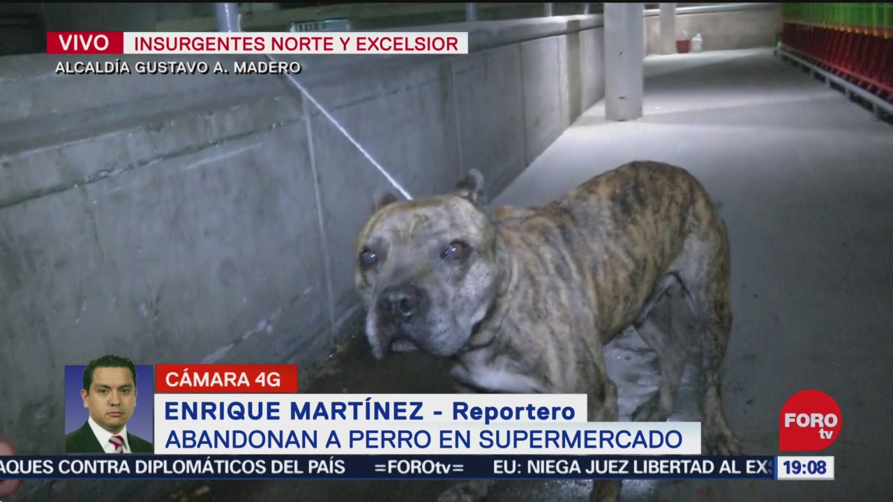 FOTO: 4 enero 2020, abandonan a perro pitbull supermercado