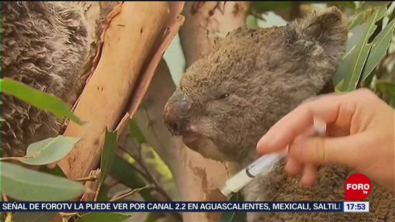 FOTO: al menos 25 mil koalas han muerto por incendios en australia