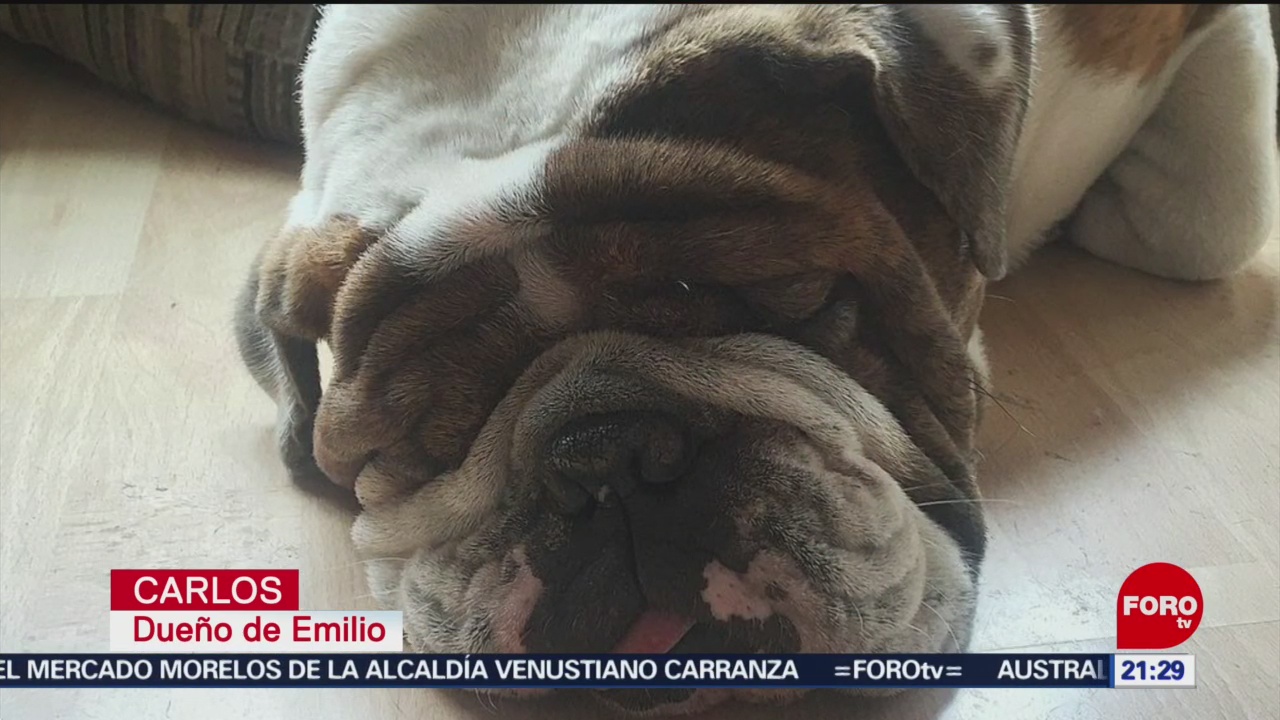 Foto: Búsqueda Bulldog Ingles Emilio 16 Enero 2020