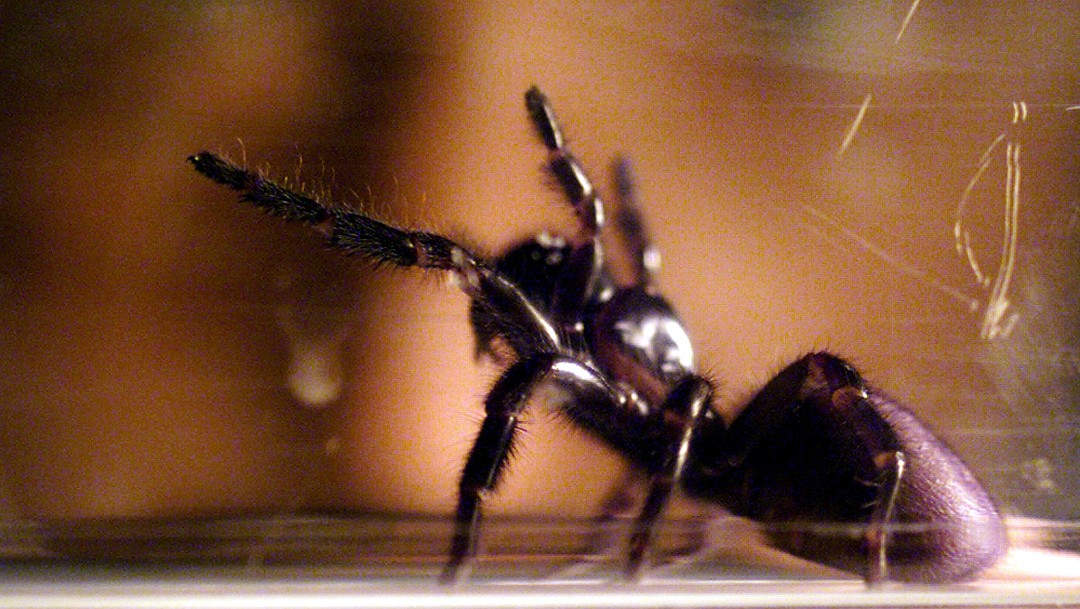 Foto: Australia, en alerta por arañas mortales