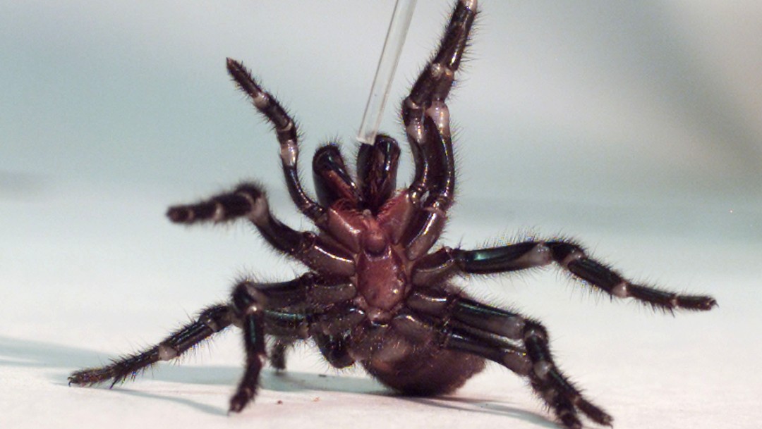 Foto: Australia, en alerta por arañas mortales