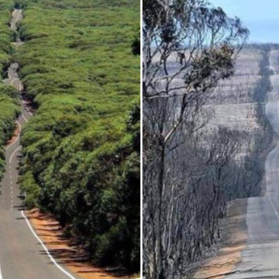 Isla Canguro de Australia fue devastada por los incendios forestales