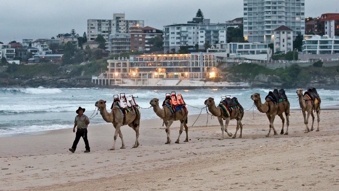 Australia sacrificará a miles de camellos salvajes