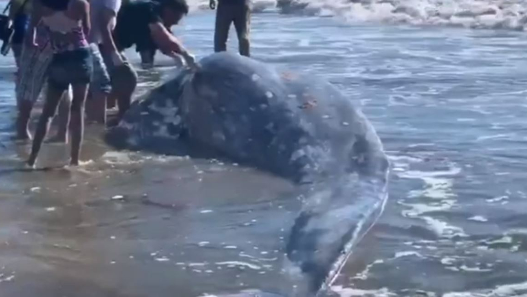 Foto: Encuentran ballena muerta en playas de Mazatlán, 26 de enero de 2020, (Noticieros Televisa)
