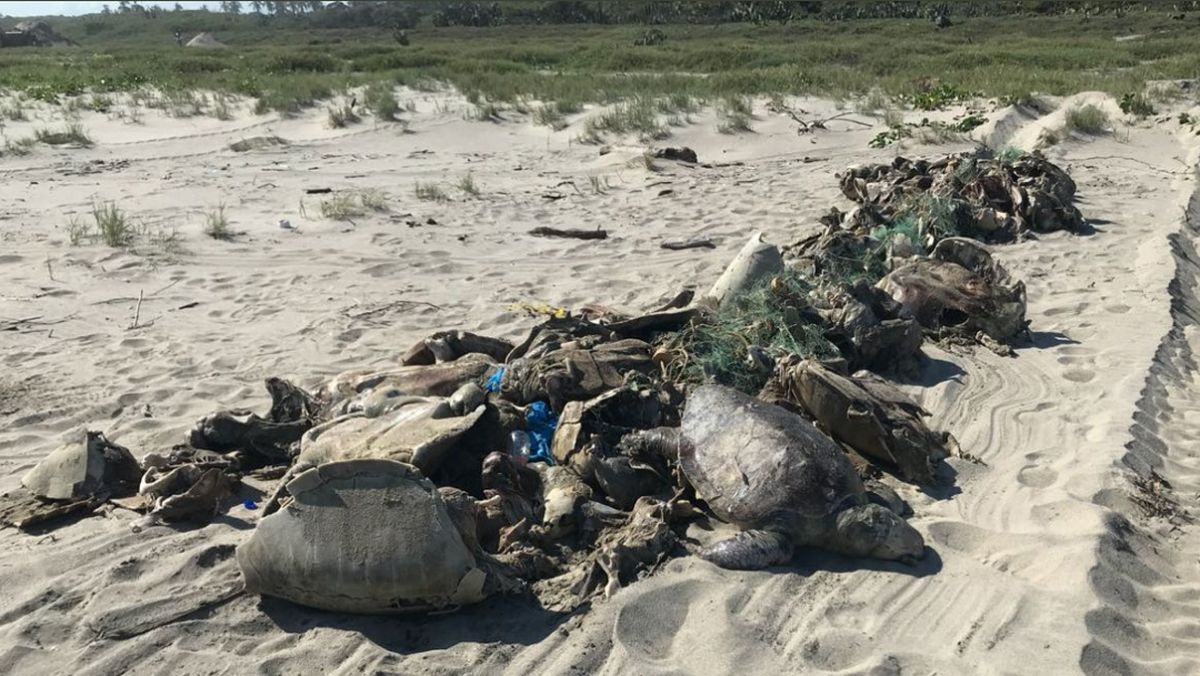 Foto: Suman más de 300 tortugas muertas por marea roja en Oaxaca, 12 de enero de 2020 (Cuartoscuro, archivo)